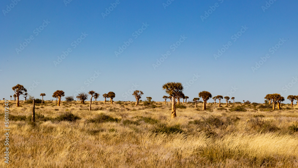 quiver tree forest in Augrabies
