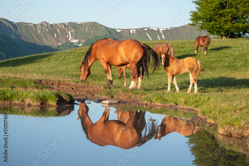 Mother horse (mare) with her foal reflected in a small lake, Emilia Romagna photo