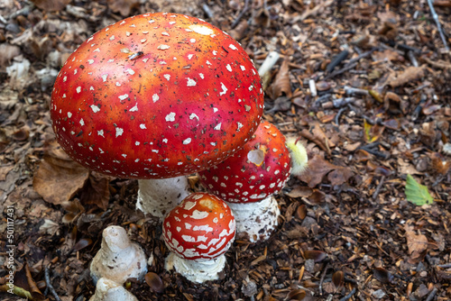 Amanita Muscaria (fly agaric) mushrooms in the underwood with a processionary bug climbing one of them, Emilia Romagna photo