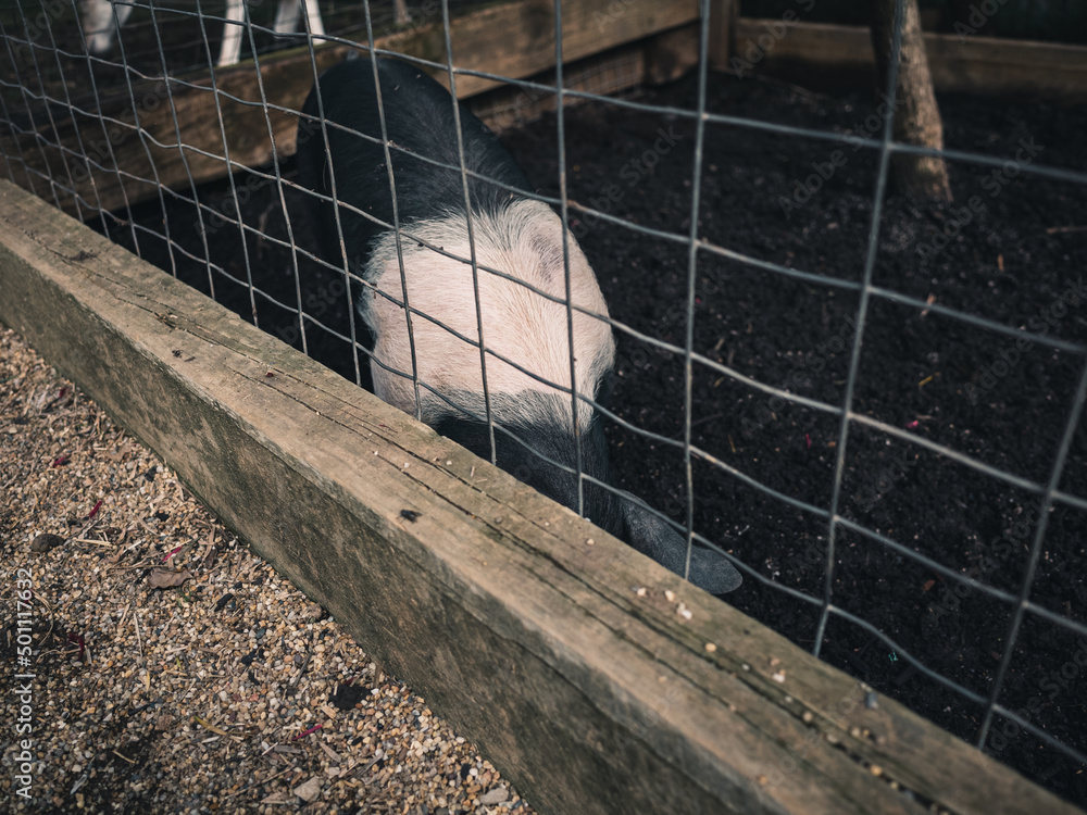 Obraz premium Pig in a pen