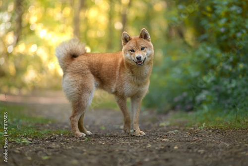 Akita Inu dog at sunset in a wood looking straight at the camera