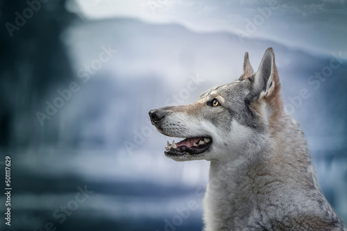 Czechoslovak Wolfdog portrait looking to the left edited in blue colors