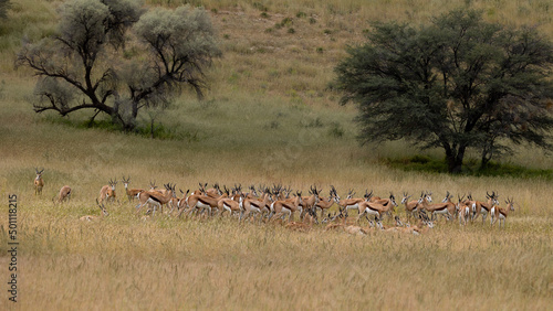 Fototapeta Naklejka Na Ścianę i Meble -  a big herd of springbuck