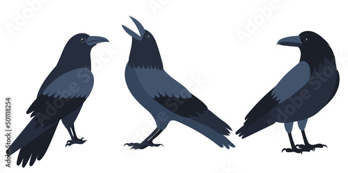 crow set flat design , isolated on white background