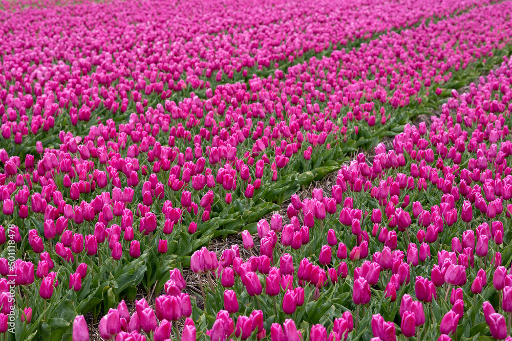 Blooming bright pink white tulip field in the Netherlands, North Holland, macro close up