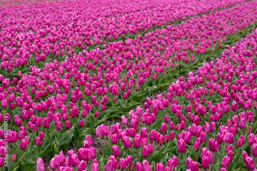 Wallpaper Mural Blooming bright pink white tulip field in the Netherlands, North Holland, macro close up Torontodigital.ca