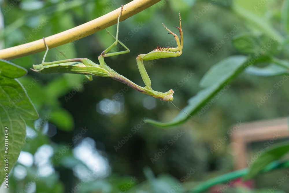 Praying mantis hanging upside down in a vegetable garden Stock Photo