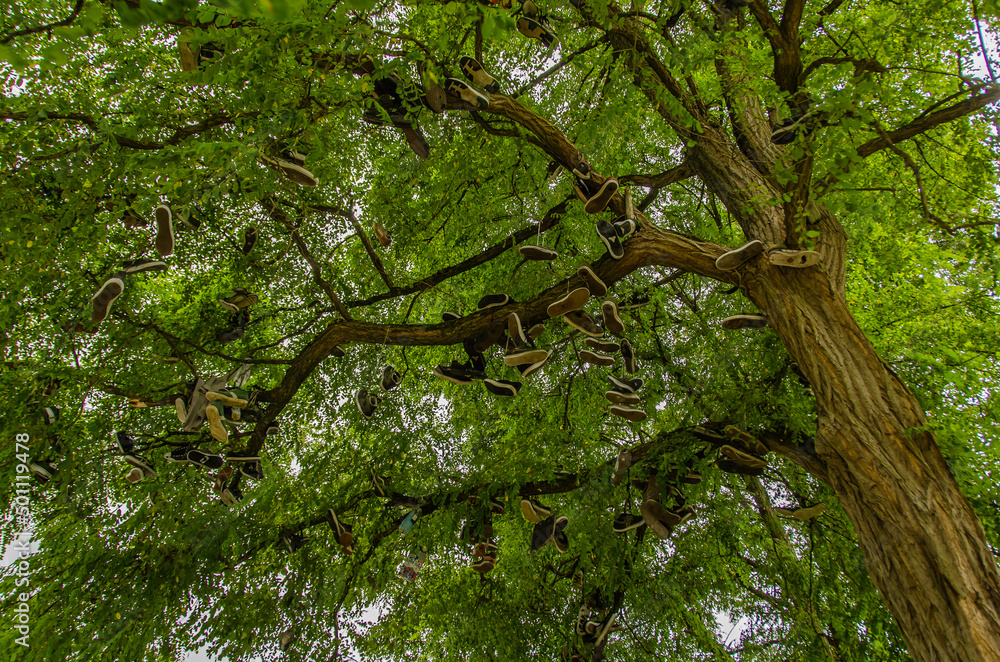 Fototapeta premium szenische Darstellung Schuhe hängen symbolisch im Baum 