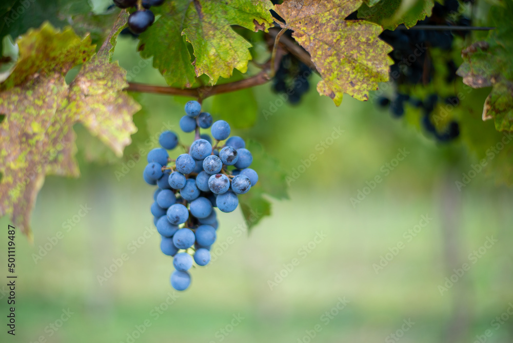 Blue vine grapes in the vineyard. Cabernet Franc grapes for making red wine in the harvesting.