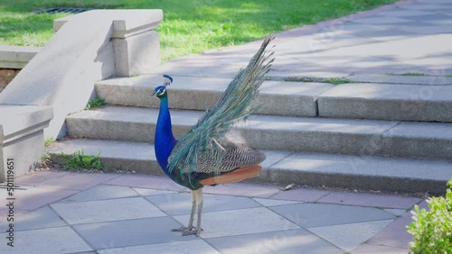 peacock in the park with feathers out