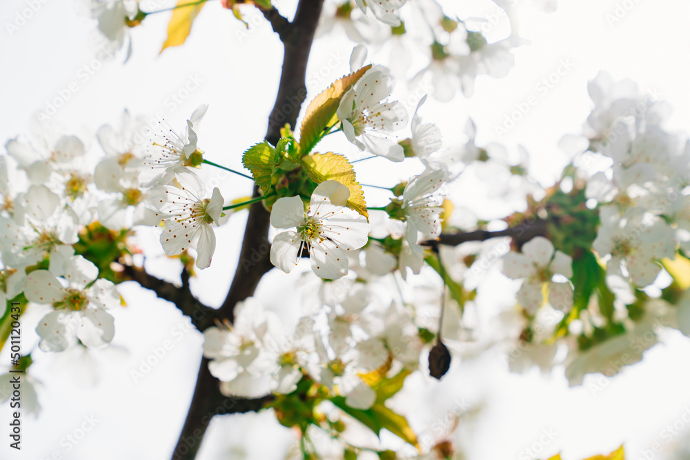 branches of a cherry tree with white flowers against white sky. spring garden branches of a cherry tree with white flowers against white sky. spring garden