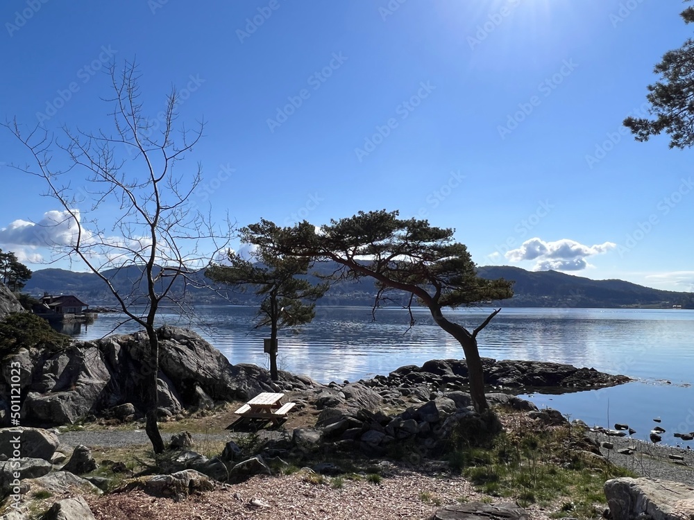 Fototapeta premium Bergen Botanical Garden Arboretet Milde Norway