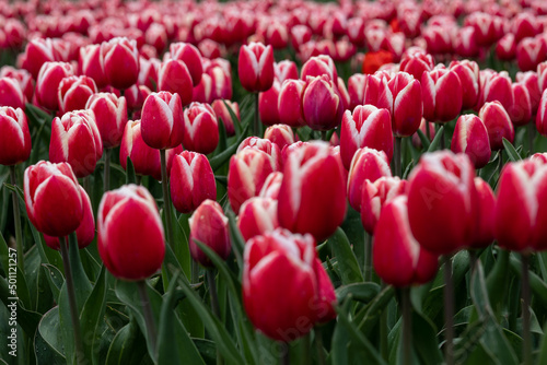 Blooming red white tulip field in the Netherlands  North Holland  macro close up