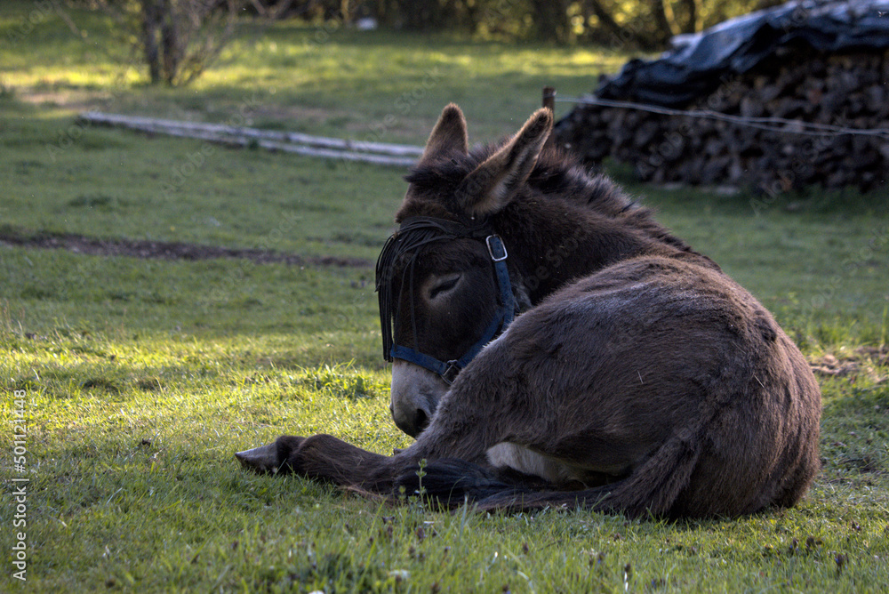 Fototapeta premium Âne qui se repose dans son champ - Jura - France