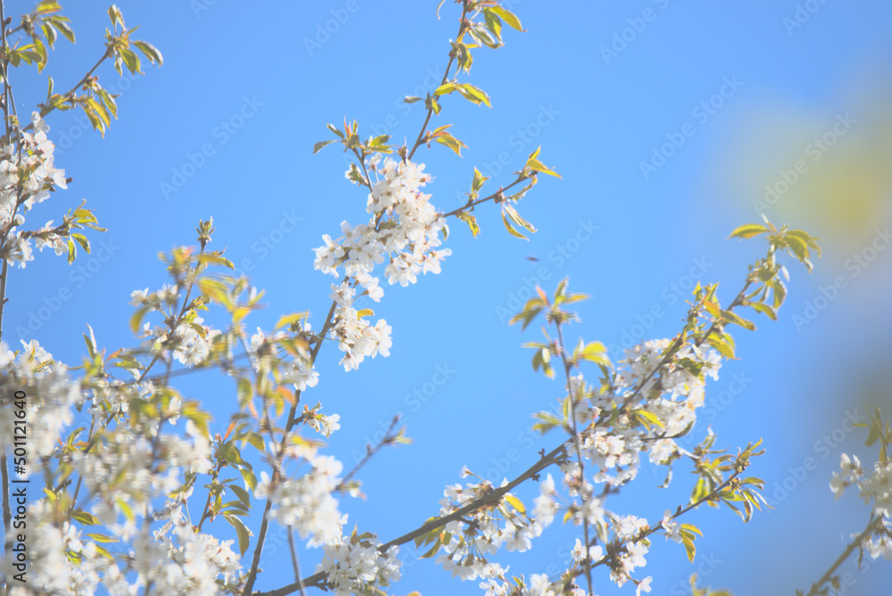 Branches de cerisier (Prunus cerasus) sous le ciel bleu printanier - Jura - France Branches de cerisier (Prunus cerasus) sous le ciel bleu printanier - Jura - France