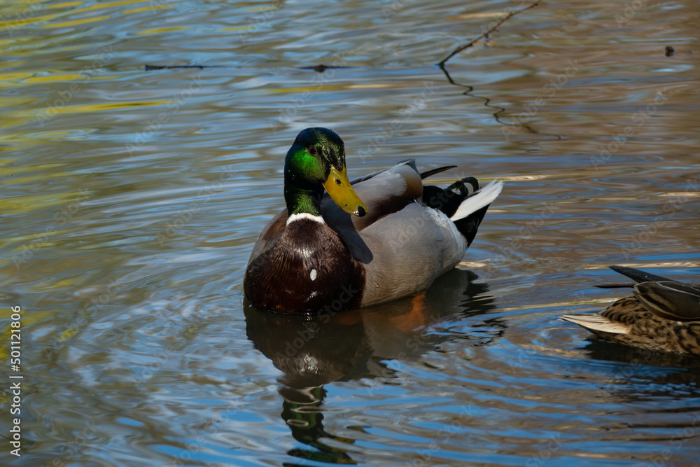 ducks swimming in a pond
