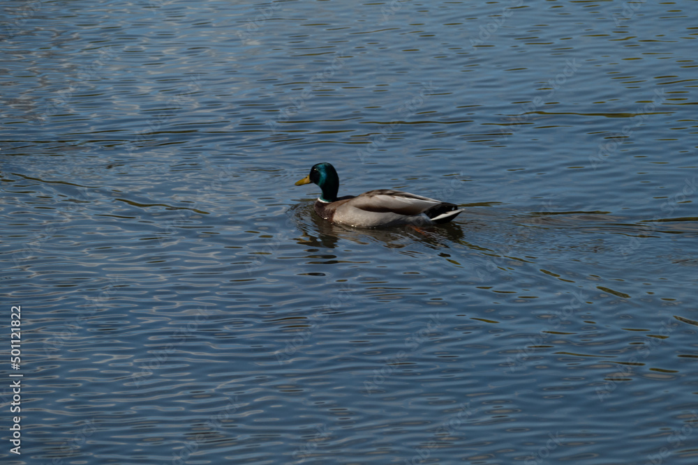 Fototapeta premium duck swimming in a pond