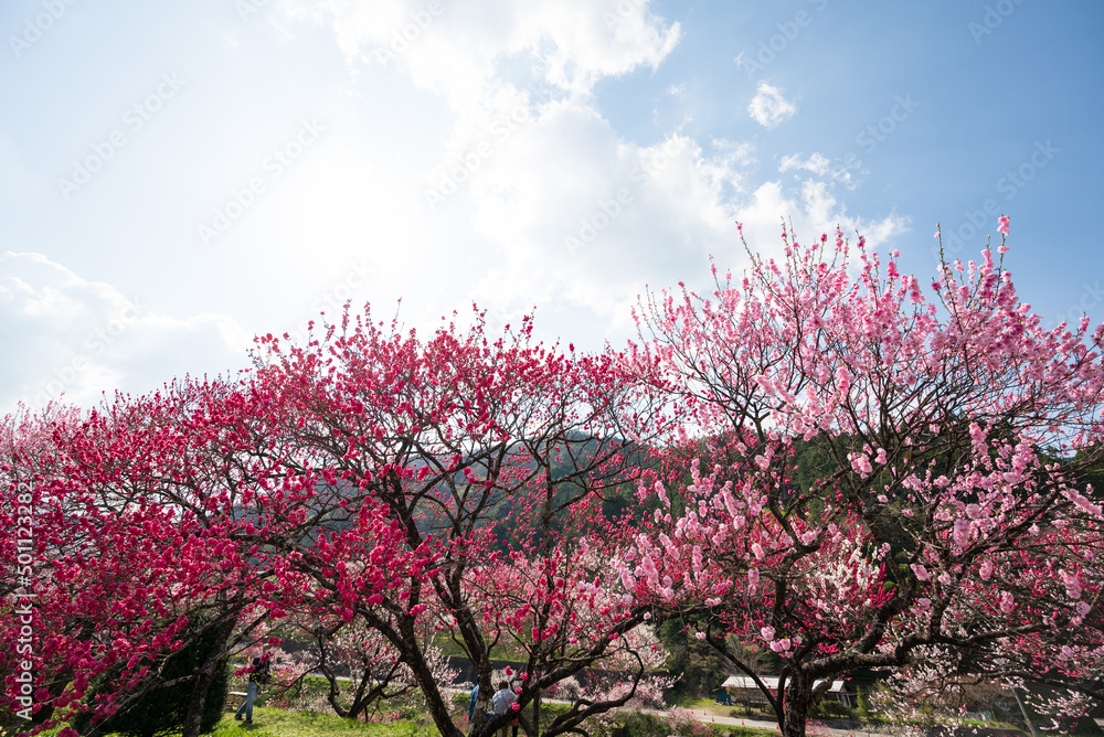 日本一の桃源郷 赤白ピンクの3色の花が咲き誇る圧巻な花桃