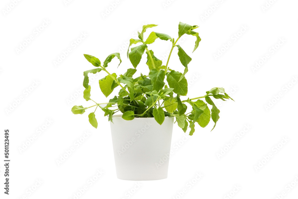 Indoor plant isolated on a white background Indoor plant isolated on a white background