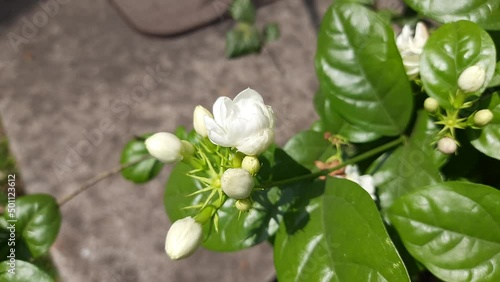 Jasminum sambac flower. The flower may be used as a fragrant ingredient in perfumes and jasmine tea. In India known as Mogra flower and beli flower. Its other names Arabian jasmine and Sambac jasmine. photo