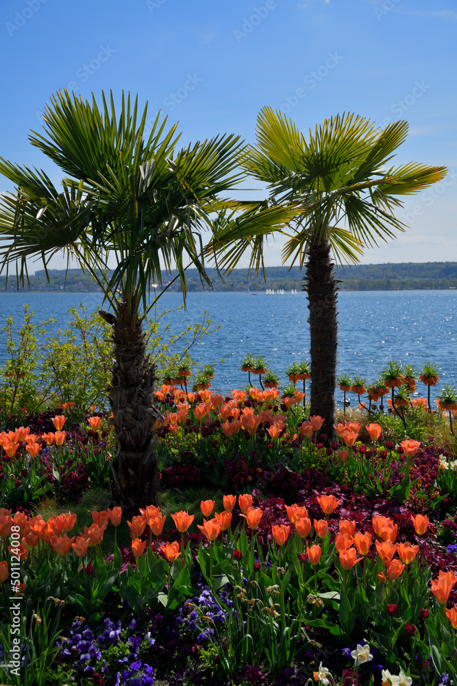 Blühende Tulpen unter grünen Palmen im Frühling an einem blauen See