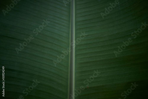 green leaf background