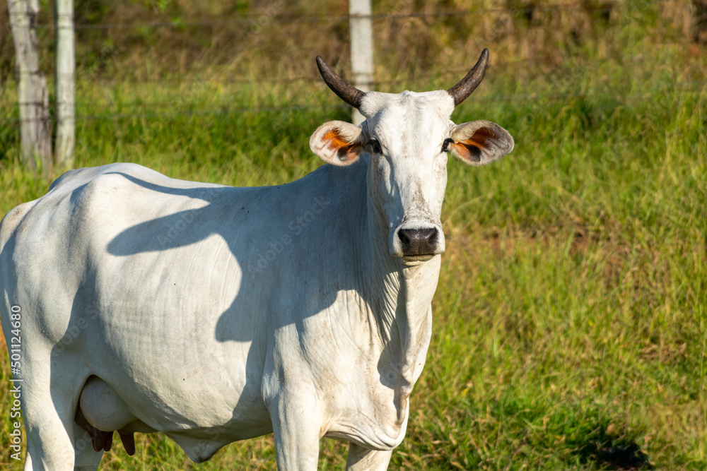 white nelore cattle in the pasture
