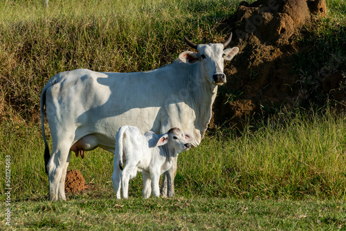 Tela white nelore cow and calf in the pasture