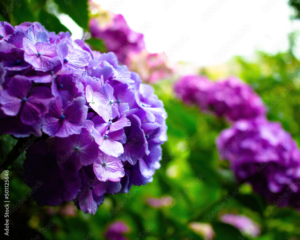 Beautiful purple hydrangea in a rainy day.  Flower in bloom in June.