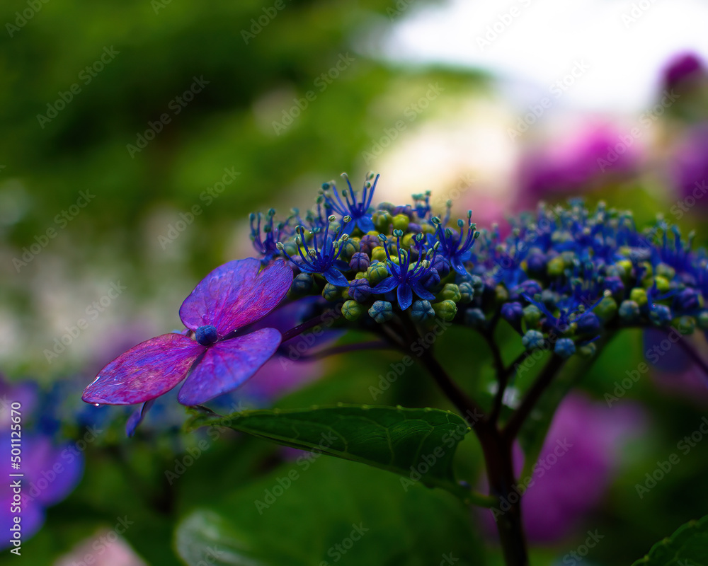 Beautiful blue lacecap hydrangea in a rainy day. Flower in bloom in June. Beautiful blue lacecap hydrangea in a rainy day. Flower in bloom in June.