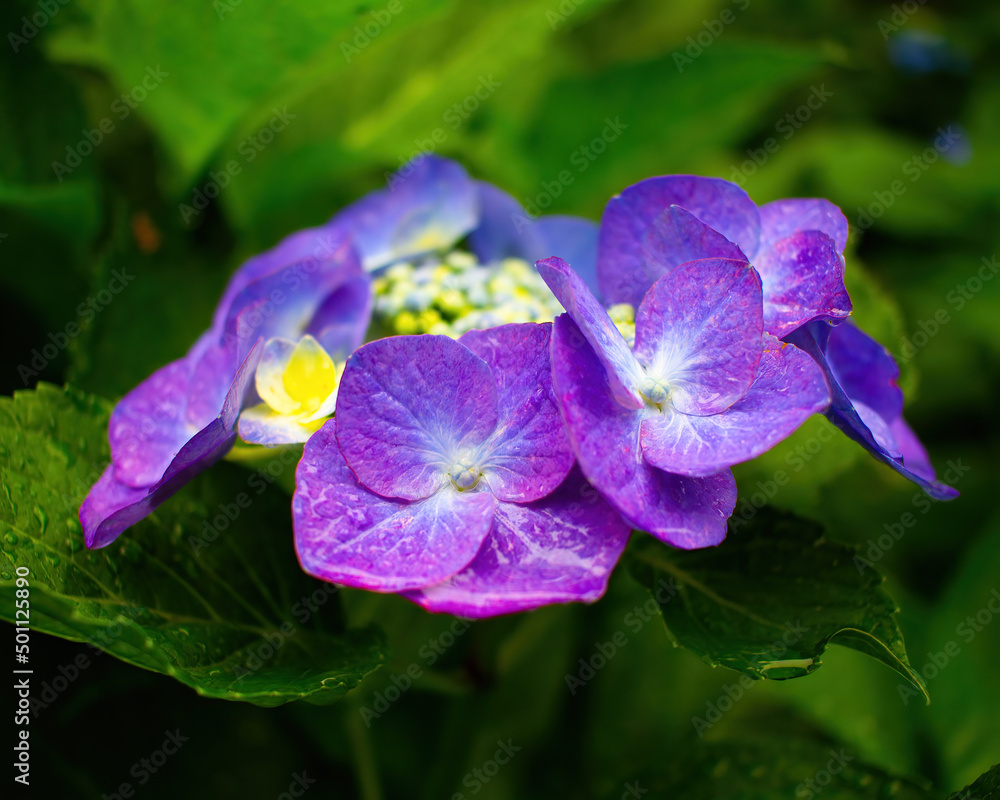 Beautiful blue lacecap hydrangea in a rainy day. Flower in bloom in June. Beautiful blue lacecap hydrangea in a rainy day. Flower in bloom in June.
