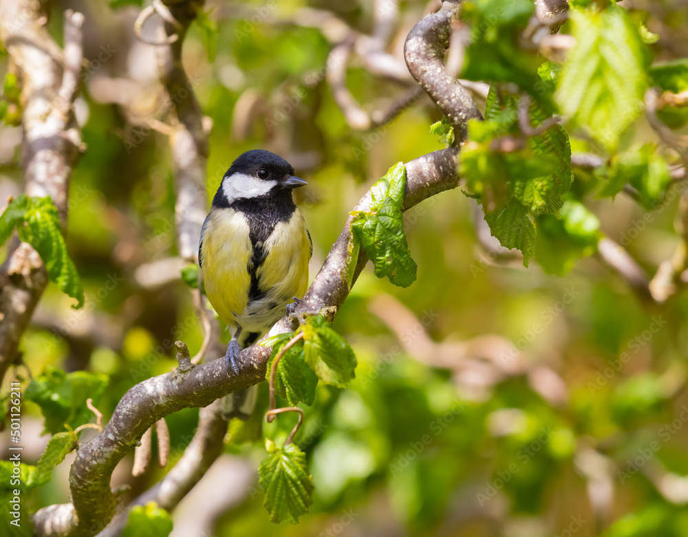 Obraz premium Great Tit (Parus major) Perched in a Tree in Summer