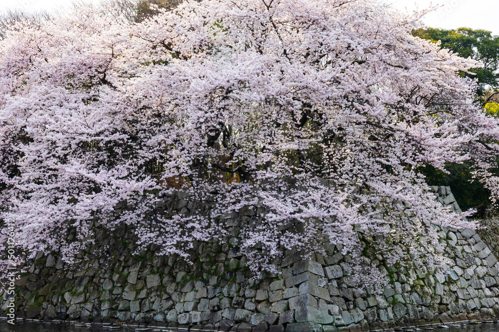 桜 桜