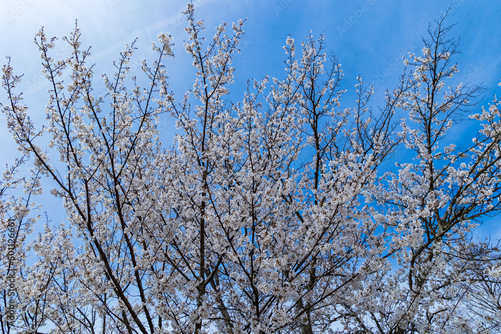 桜 桜