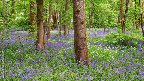 Bluebells  and underwood in Fontainebleau forest. Ile-De-France region.  photo