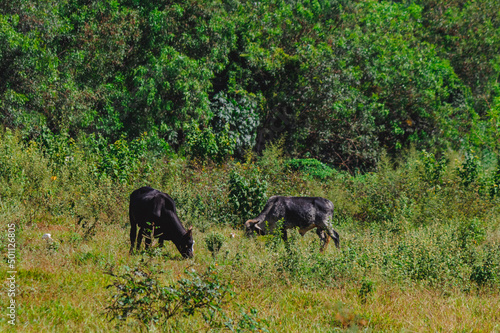 A group of cows standing  watching in the green field with sun.