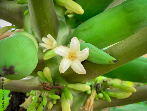 Close-up papaya flower  White yellow small plant nature leaf  flora freshness.