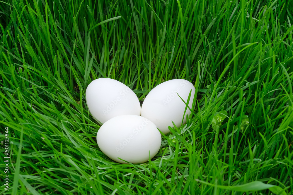 Three fresh farm chicken eggs lie in a nest in the green grass Three fresh farm chicken eggs lie in a nest in the green grass