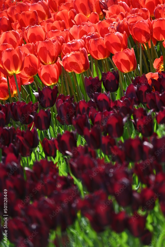 Velvet dark red tulip, tulips amcro shot, close-up, bud flowers Velvet dark red tulip, tulips amcro shot, close-up, bud flowers