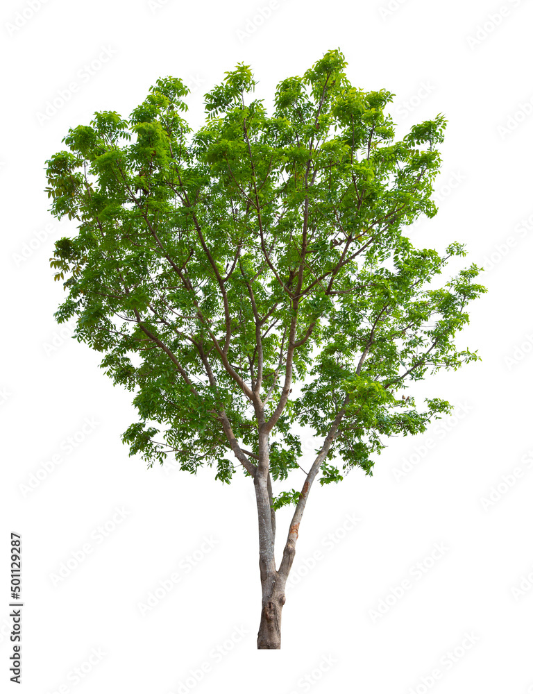 Obraz premium Tree isolated on white background, With Clipping path.