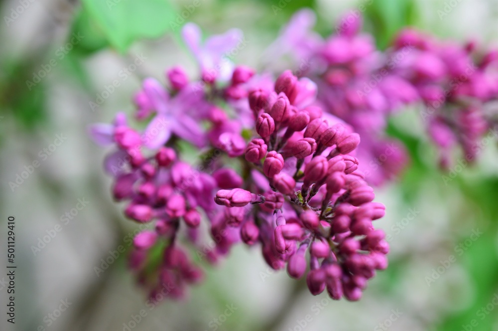 ライラック Lilac ライラック Lilac