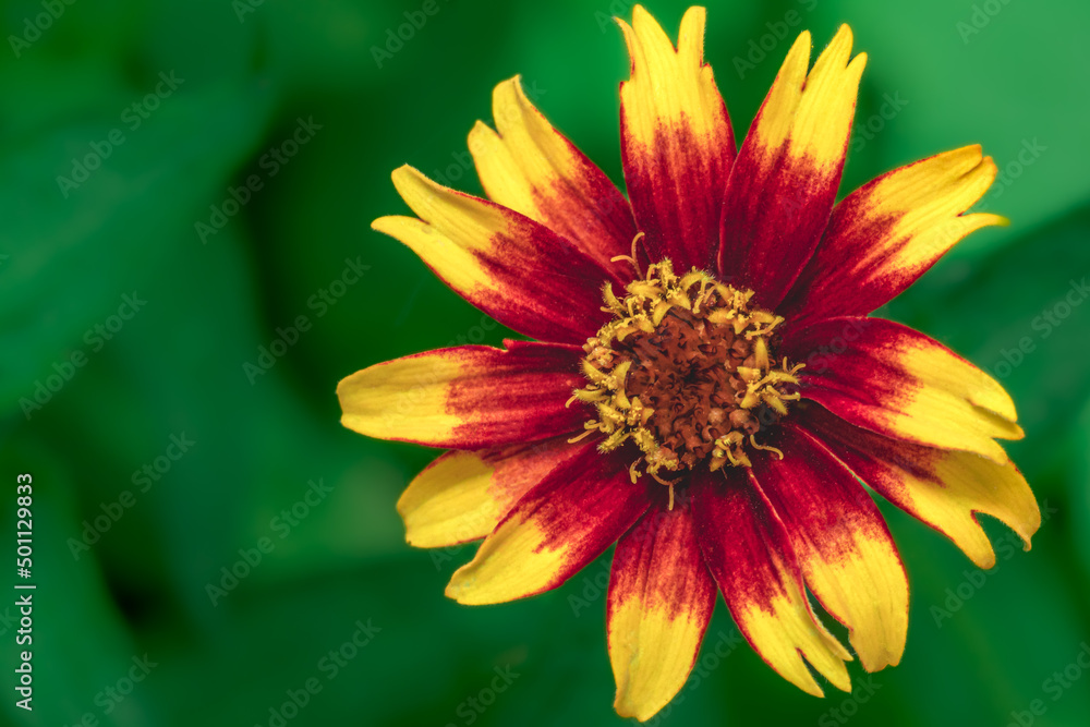 Close-up of a Yellow and red Flower with a green Background Close-up of a Yellow and red Flower with a green Background