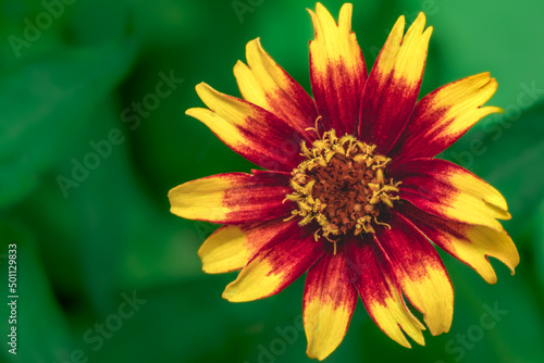 Fototapeta Naklejka Na Ścianę i Meble -  Close-up of a Yellow and red Flower with a green Background