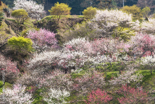 日本一の桃源郷 赤白ピンクの3色の花が咲き誇る圧巻な花桃