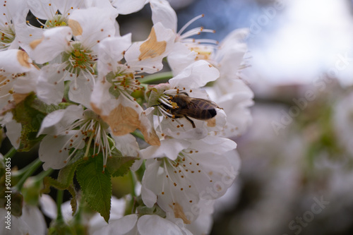 White cherry blossoms in spring with a bee