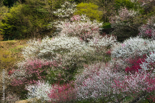 日本一の桃源郷 赤白ピンクの3色の花が咲き誇る圧巻な花桃