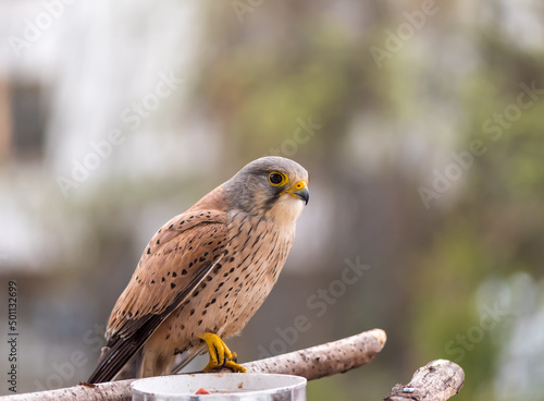 Falcon tinnunculus young in the city. Bird on balcony