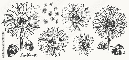 Hand drawn ink sunflower sketch set