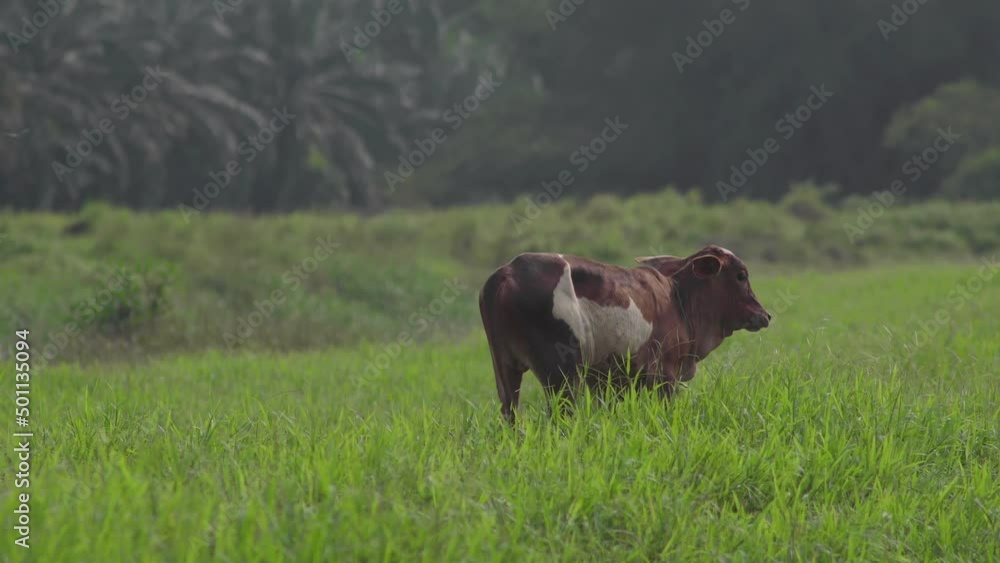 Cow on the beautiful meadow. Cow grazing on green grass field. Cattle looking at the camera in a sunny day. Cow on livestock farming. Brown cow walking on grass field Cow on the beautiful meadow. Cow grazing on green grass field. Cattle looking at the camera in a sunny day. Cow on livestock farming. Brown cow walking on grass field
