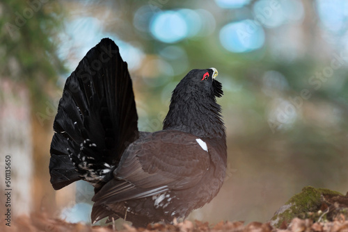 The mighty Western capercaillie male, the large member of grouse family (Tetrao urogallus)
